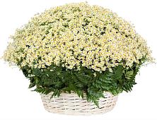 Цветочная композиция из Ромашки в корзине #REPLACE_PRED# Самаре