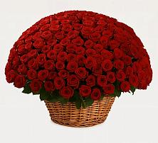 251 Премиум красная роза #REPLACE_PRED# Самаре Премиум букет из: Розы #REPLACE_PRED# Самаре